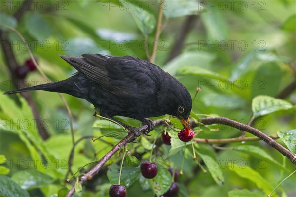 Blackbird