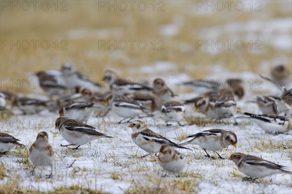 Snow bunting