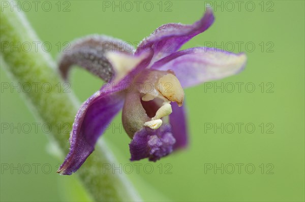 (Epipactis atrorubens)