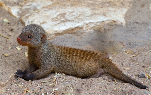 Zebra mongoose