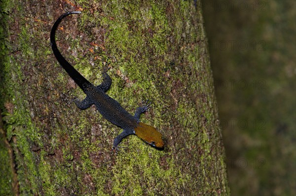 Yellow-headed gecko