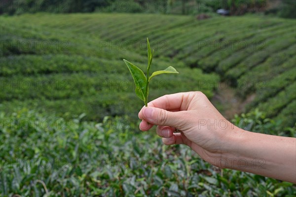 Tea Plantation