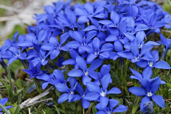 Spring gentian