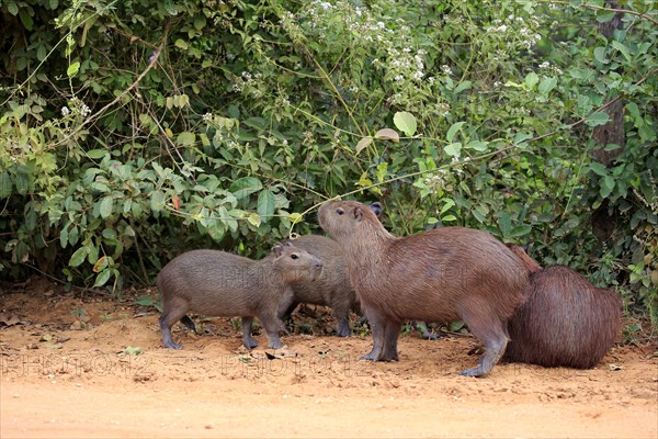 Capybara