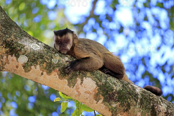 Brown Capuchin