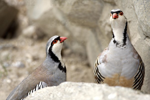 Rock Partridge