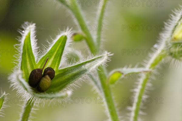 Borage Nuts in a Chalice