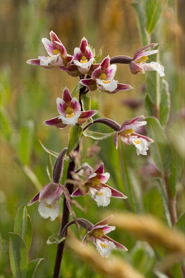 Marsh hellebore