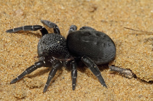 Ladybird spider