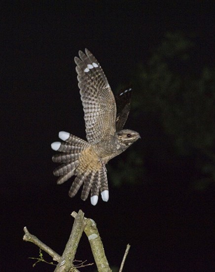 Eurasian european nightjar