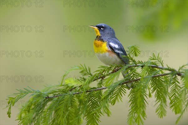 Northern parula