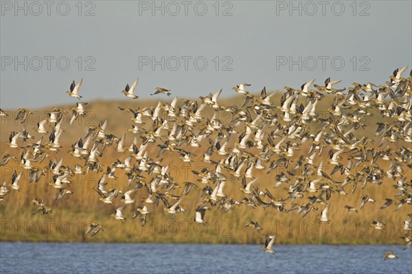 European golden plover