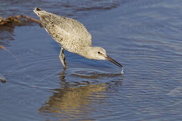 Willet