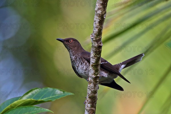 Scaly-breasted Thrasher