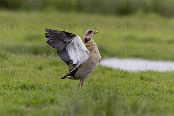 Egyptian Goose