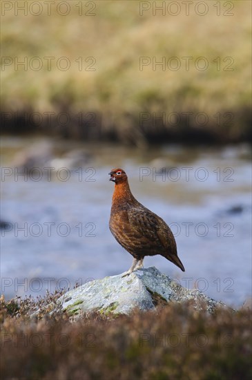 Scottish Grouse