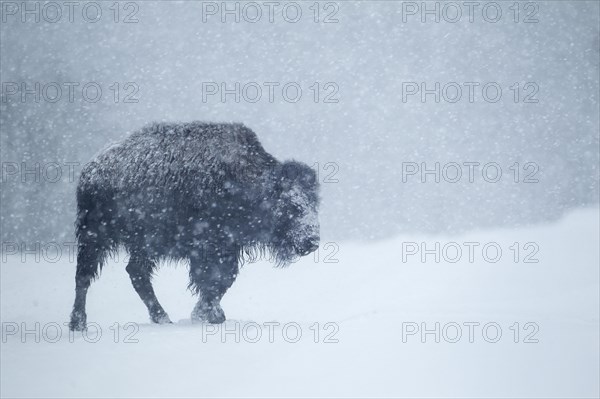 North American Bison