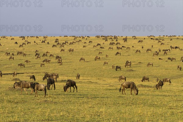 Western blue wildebeest