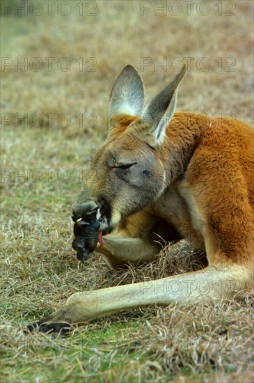 Red kangaroo