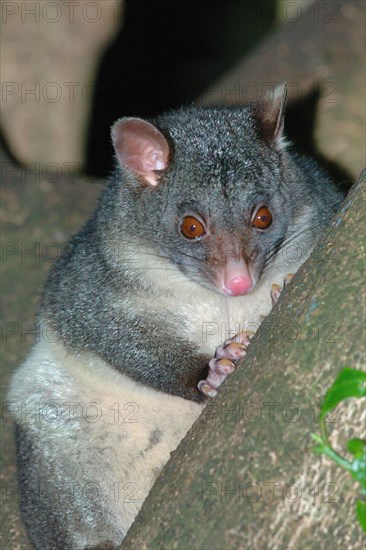 Mountain Brushtail Possum