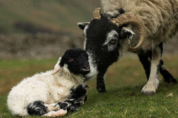 Domestic sheep