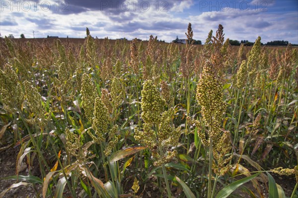 Sorghum