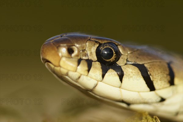 Grass Snake