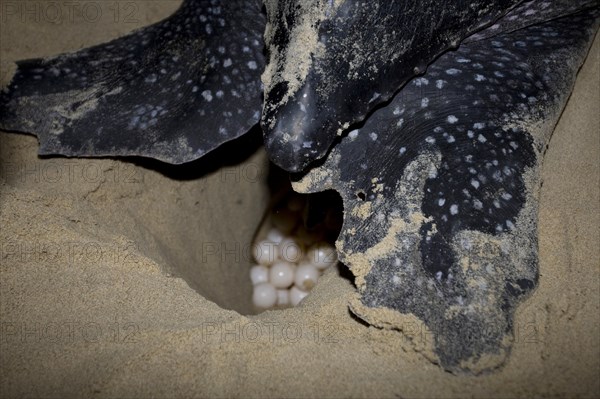 Leatherback sea turtle