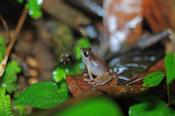 Antillean whistling frog