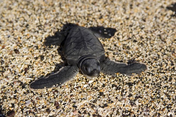 Chelonia mydas agassizi