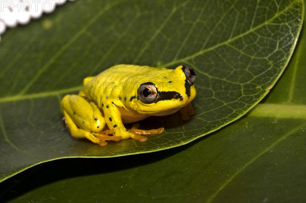 Madagascar Tree Frog