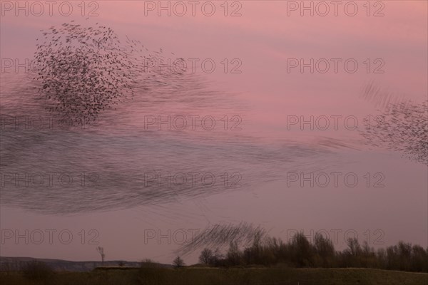 Common Starling