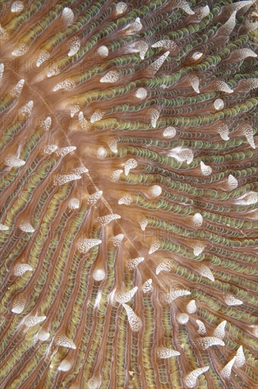 Mushroom coral