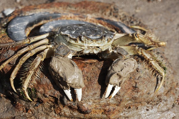 Chinese Mitten Crab