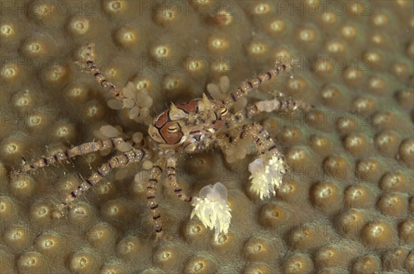 Boxer crab