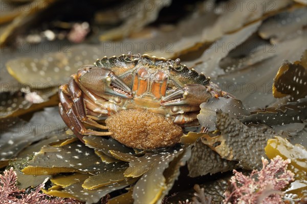 North Atlantic european green crabs