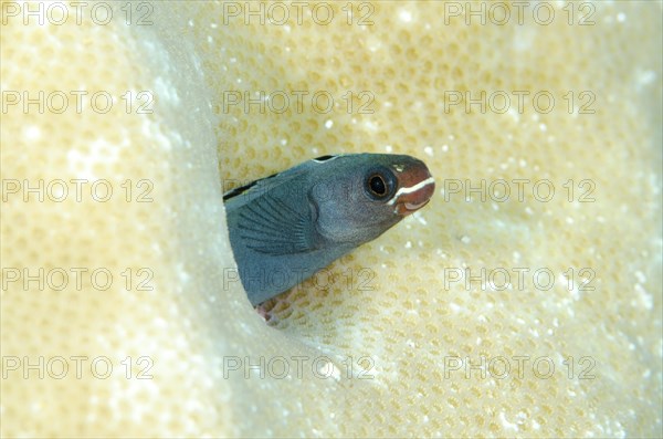 Sabre blenny