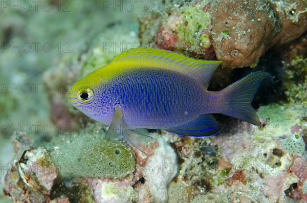 Bleeker's Damselfish