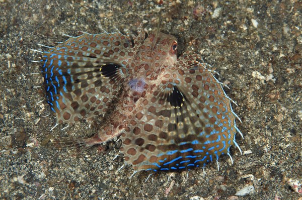 Oriental flying gurnards