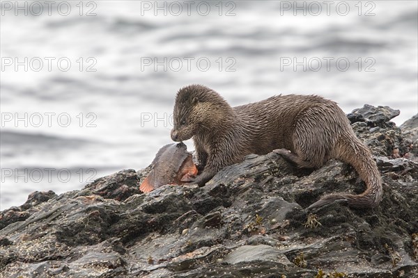 Otter eating lumpsucker fish on a rock at low tide