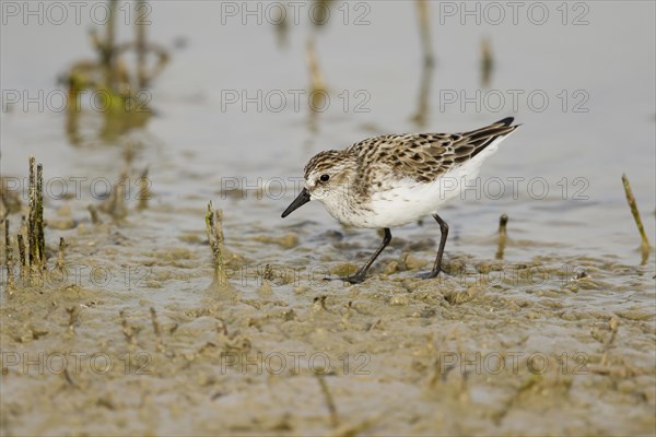 Semipalmated Sandpiper