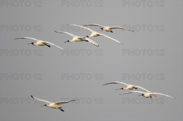 Black-faced Spoonbill