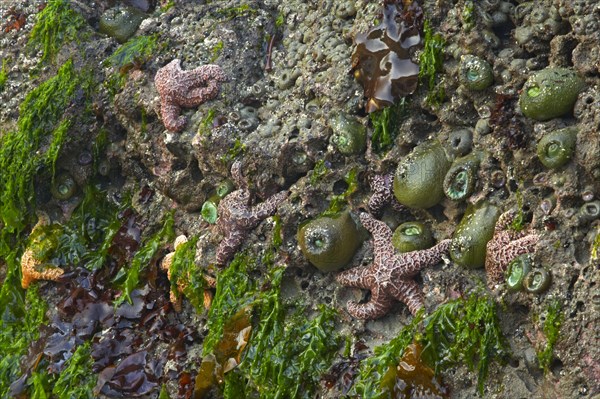 Ochre Seastar