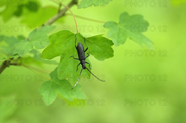 Great Capricorn Beetle