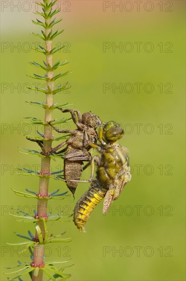 Broad-bodied Chaser adult