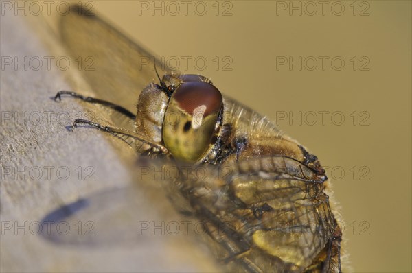 Common common darter