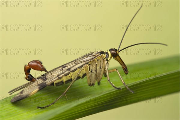 Common Scorpionfly