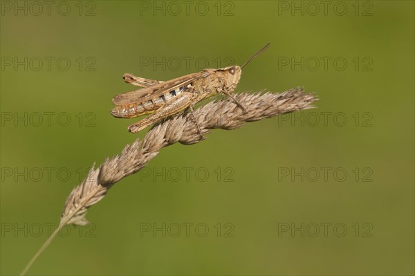 Common Field Grasshopper