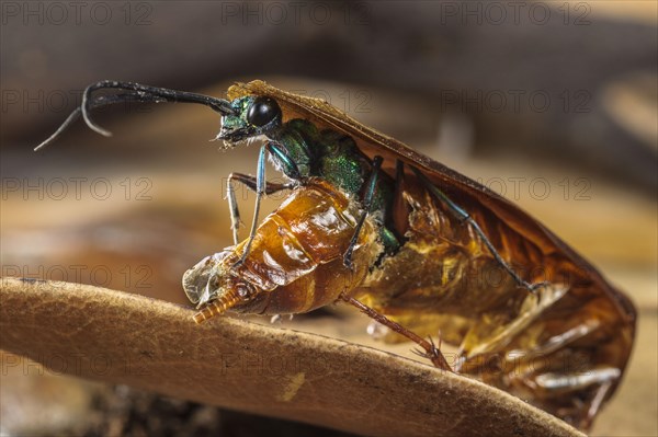 Emerald cockroach wasp