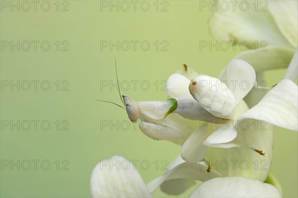 Walking flower mantises